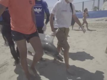 Rescatan a un delfín en una playa de Valencia que finalmente ha sido sacrificado