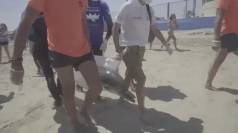 Rescatan a un delfín en una playa de Valencia que finalmente ha sido sacrificado Rescatan a un delfín en una playa de Valencia que finalmente ha sido sacrificado