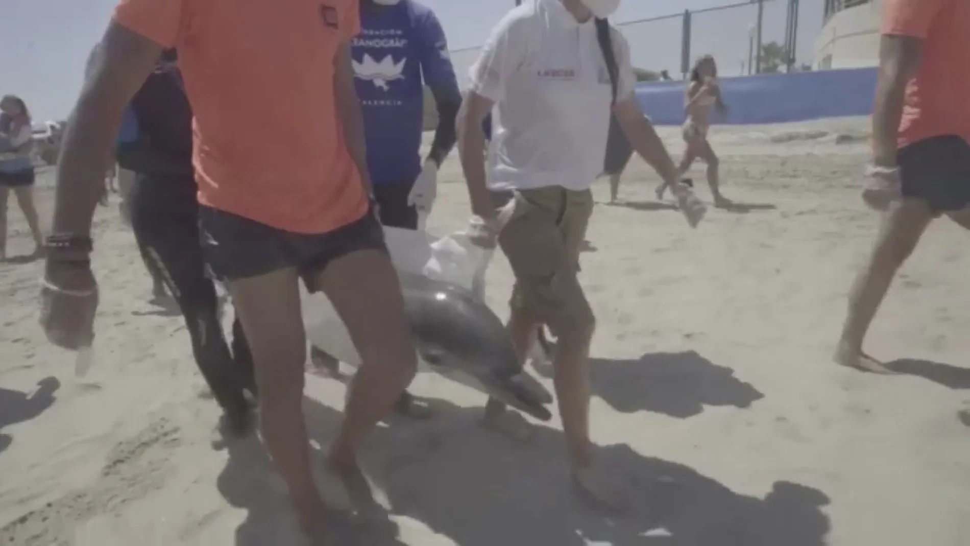 Rescatan a un delfín en una playa de Valencia que finalmente ha sido sacrificado