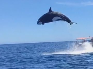 Los ataques de orcas en aguas de Barbate prohíben durante un tiempo la navegación a las embarcaciones de vela de menos de 15 metros de eslora