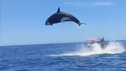 Los ataques de orcas en aguas de Barbate prohíben durante un tiempo la navegación a las embarcaciones de vela de menos de 15 metros de eslora Los ataques de orcas en aguas de Barbate prohíben durante un tiempo la navegación a las embarcaciones de vela de menos de 15 metros de eslora