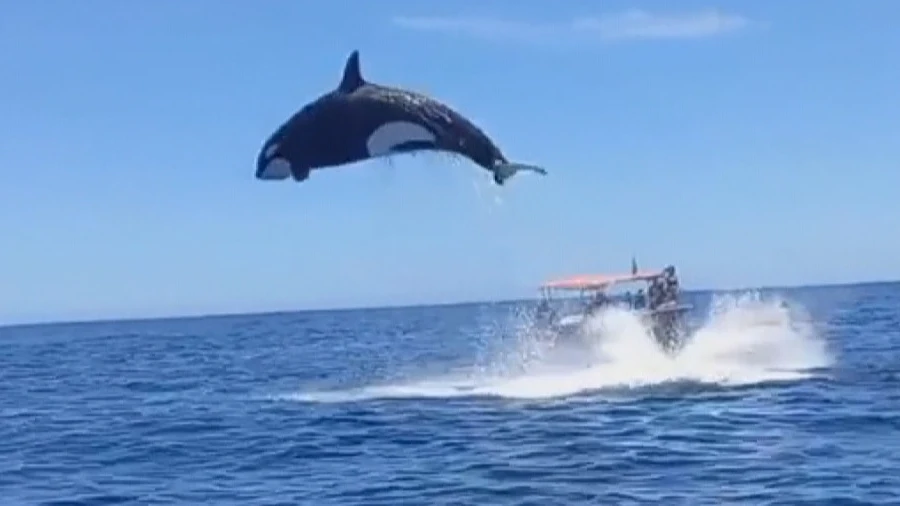 Los ataques de orcas en aguas de Barbate prohíben durante un tiempo la navegación a las embarcaciones de vela de menos de 15 metros de eslora Los ataques de orcas en aguas de Barbate prohíben durante un tiempo la navegación a las embarcaciones de vela de menos de 15 metros de eslora