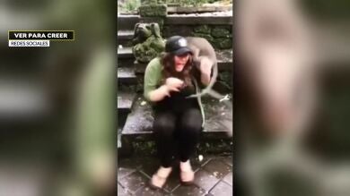 Una turista es atacada en Bali por la madre de una cría de mono con la que intentaba fotografiarse