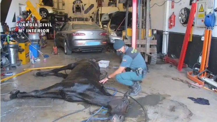 Sacrifican a un caballo a un caballo maltratado que llevaba horas bajo el sol en un taller en Sevilla Sacrifican a un caballo a un caballo maltratado que llevaba horas bajo el sol en un taller en Sevilla