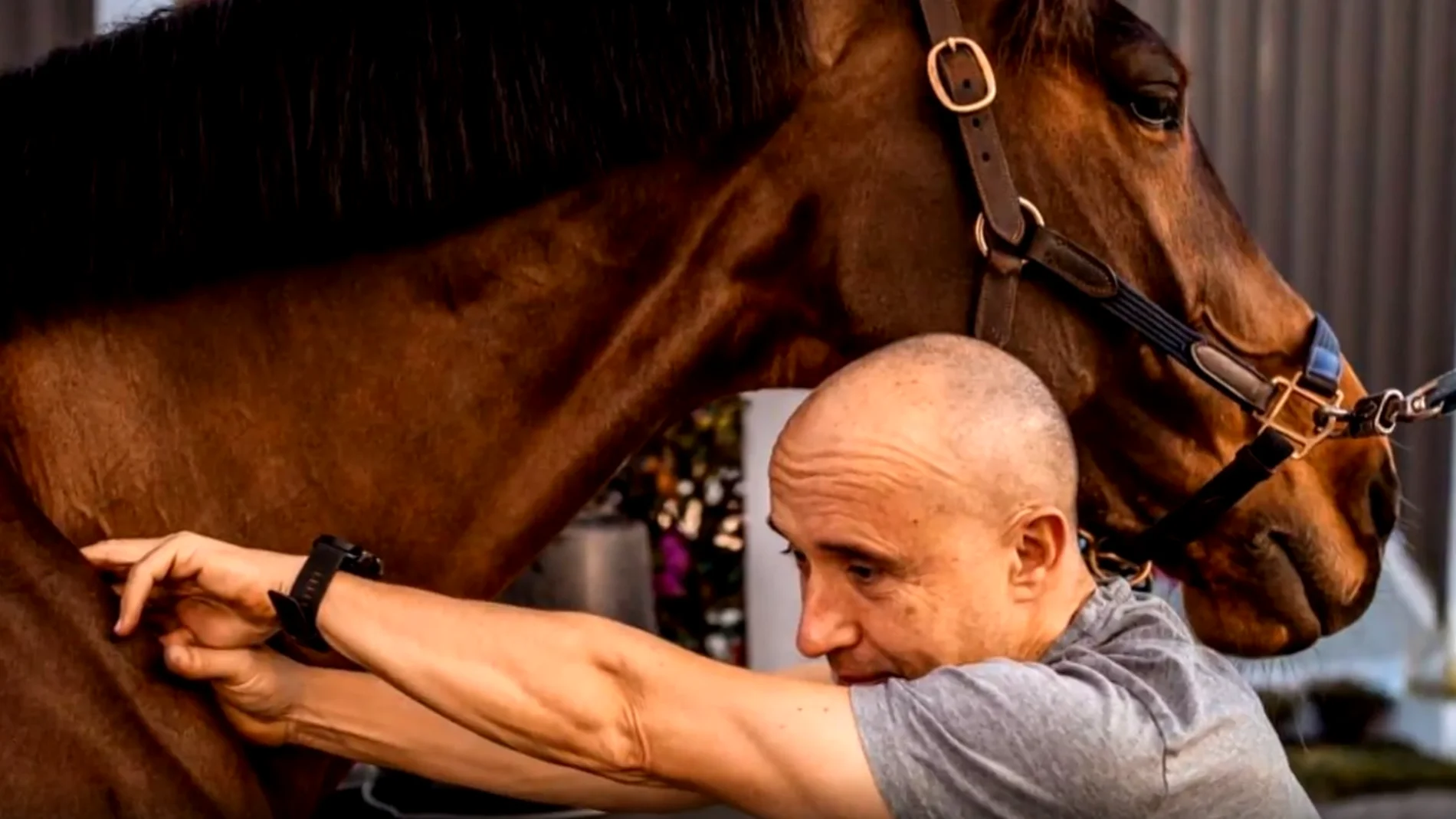 Lorenzo del Río, fisio de dos caballos que han estado en Tokio: "También son atletas"