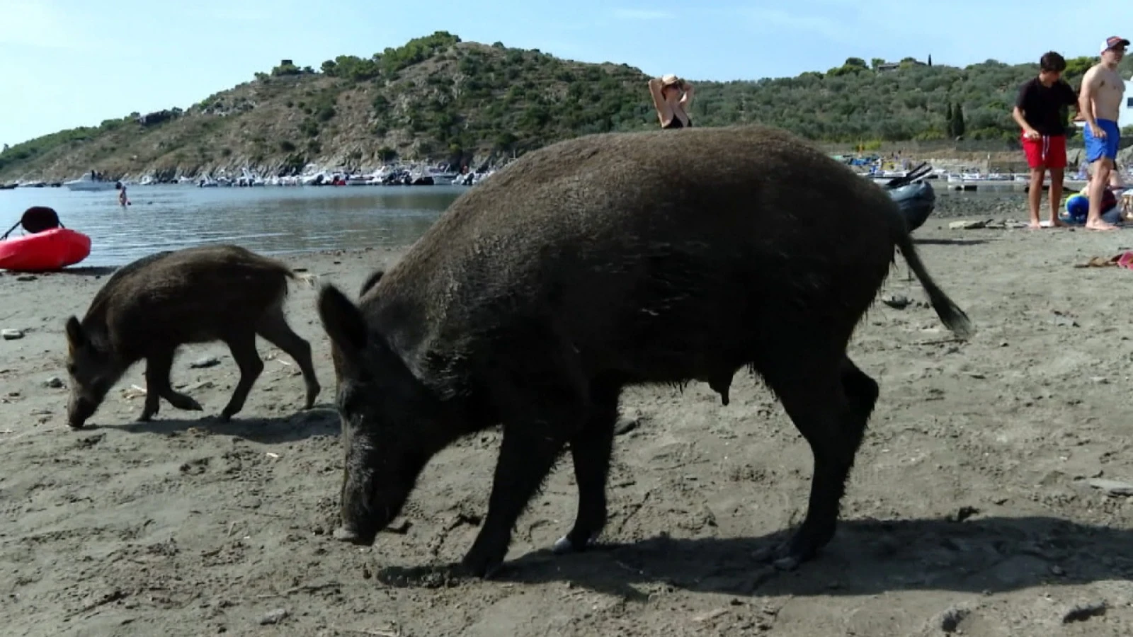 Varios jabal&iacute;es se acercan a las playas