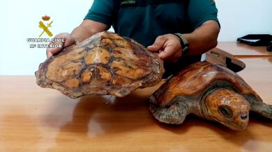 Denunciados por tener dos tortugas boba como decoración en un restaurante de Fuerteventura a pesar de ser especie protegida 