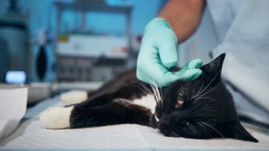 Cáncer en mascotas: Todos los tipos, sus causas y tratamientos