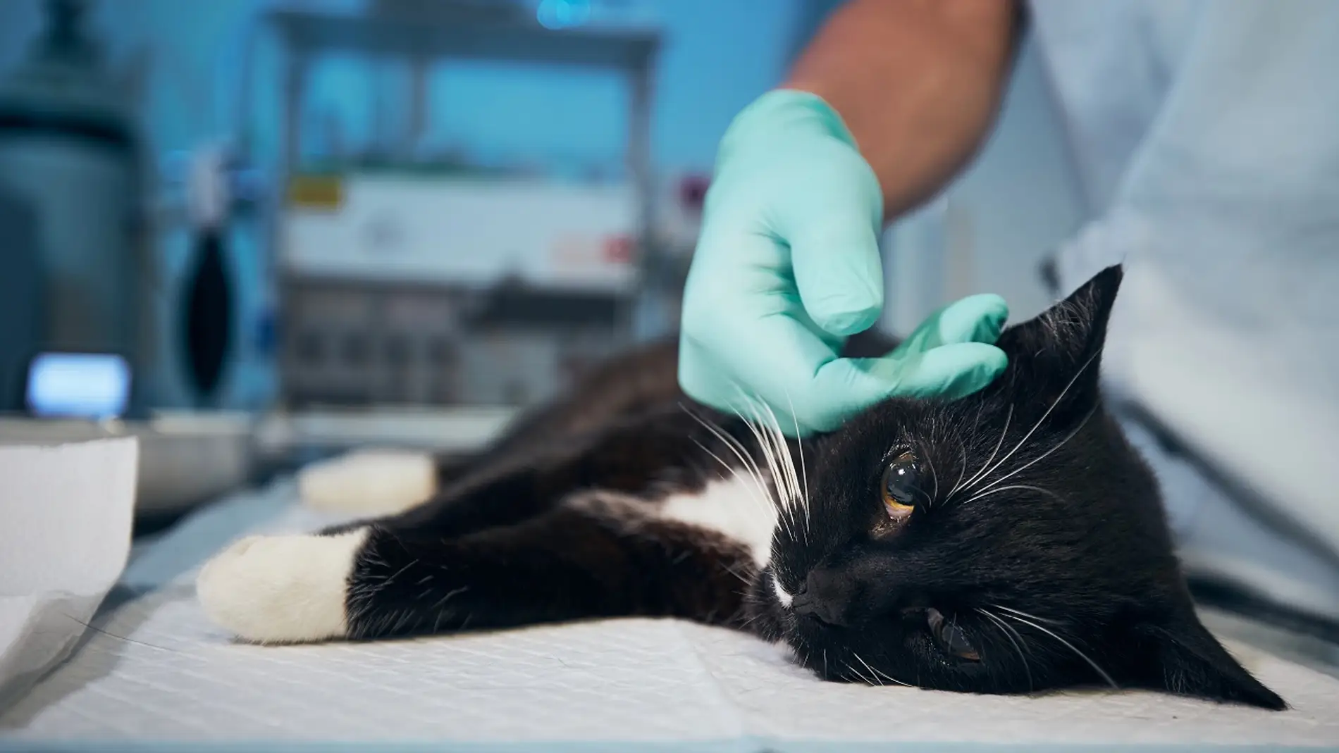 Gato en una cama de veterinario