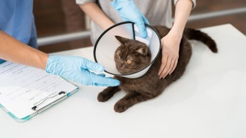 Gato con collarín