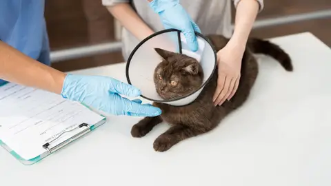 Gato con collarín Gato con collarín
