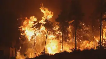 Los incendios forestales arrasan gran parte del planeta