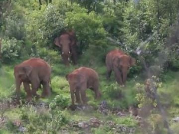 Manada de elefantes en China