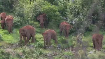 Manada de elefantes en China