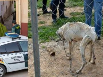 El detenido como principal sospechoso de la desaparición de Javier fue denunciado por maltratar a 29 perros