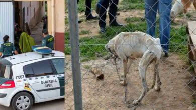 El detenido como principal sospechoso de la desaparición de Javier Ovejas fue denunciado por maltratar a 29 perros