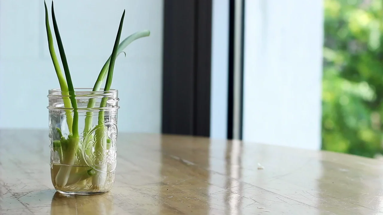C&oacute;mo cultivar tus propias cebolletas sin necesidad de comprarlas