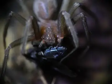 Loxosceles rufescens, también conocida como la araña violinista o araña reclusa Loxosceles rufescens, también conocida como la araña violinista o araña reclusa