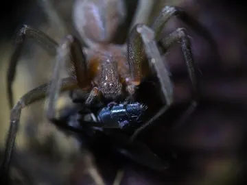 Loxosceles rufescens, también conocida como la araña violinista o araña reclusa Loxosceles rufescens, también conocida como la araña violinista o araña reclusa