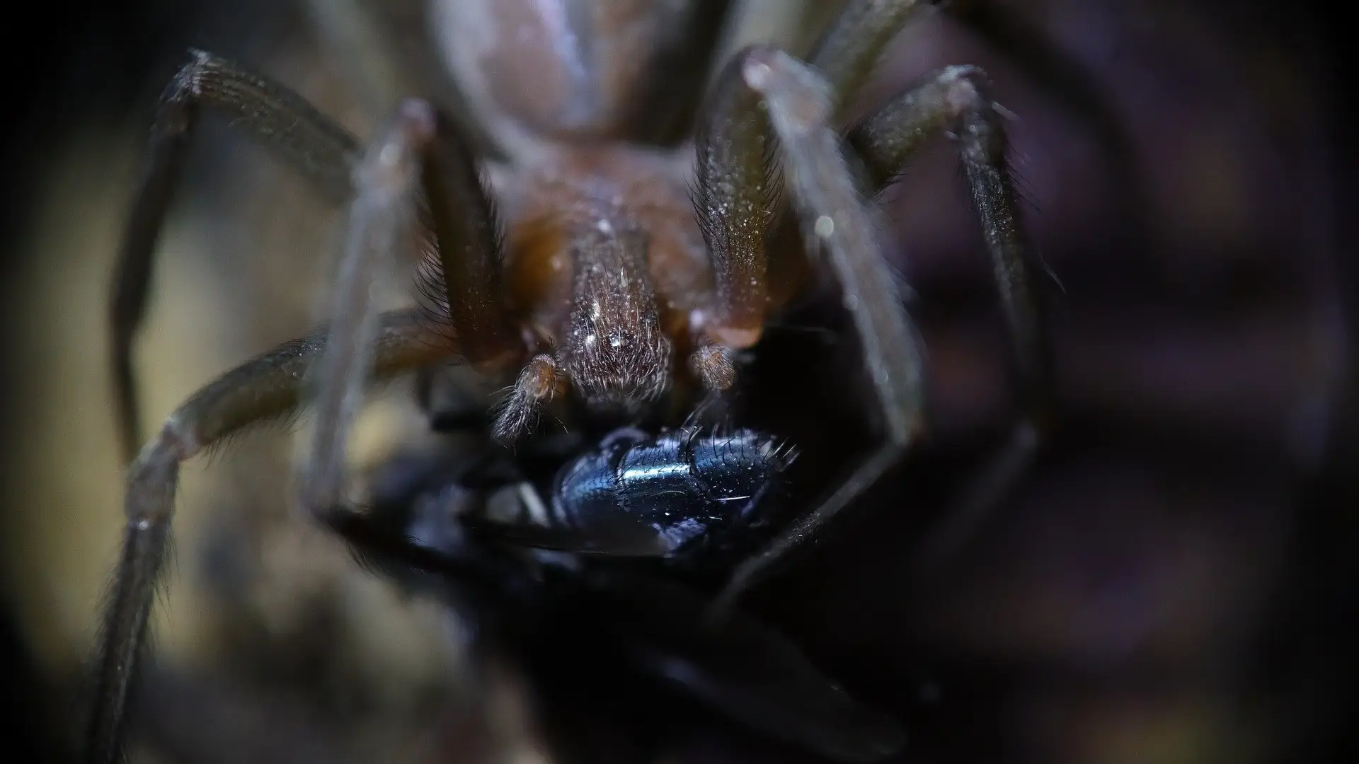Loxosceles rufescens, tambi&eacute;n conocida como la ara&ntilde;a violinista o ara&ntilde;a reclusa