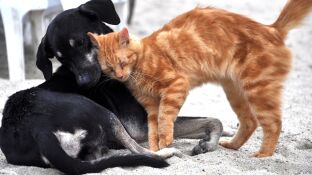 Una protectora usa Tinder para buscar familia a perros y gatos