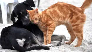 Una protectora usa Tinder para buscar familia a perros y gatos Una protectora usa Tinder para buscar familia a perros y gatos