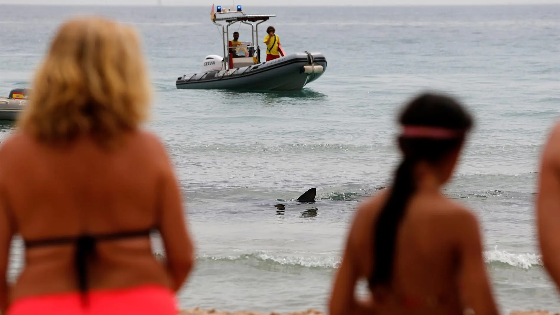 Lo que opinan los expertos del tiburón de Benidorm