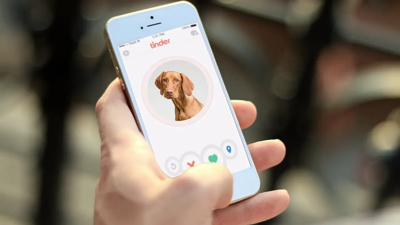Adopta a una mascota a trav&eacute;s de Tinder haciendo 'match' a perros y gatos
