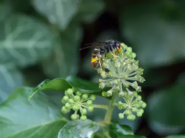 Avispa Velutina Avispa Velutina