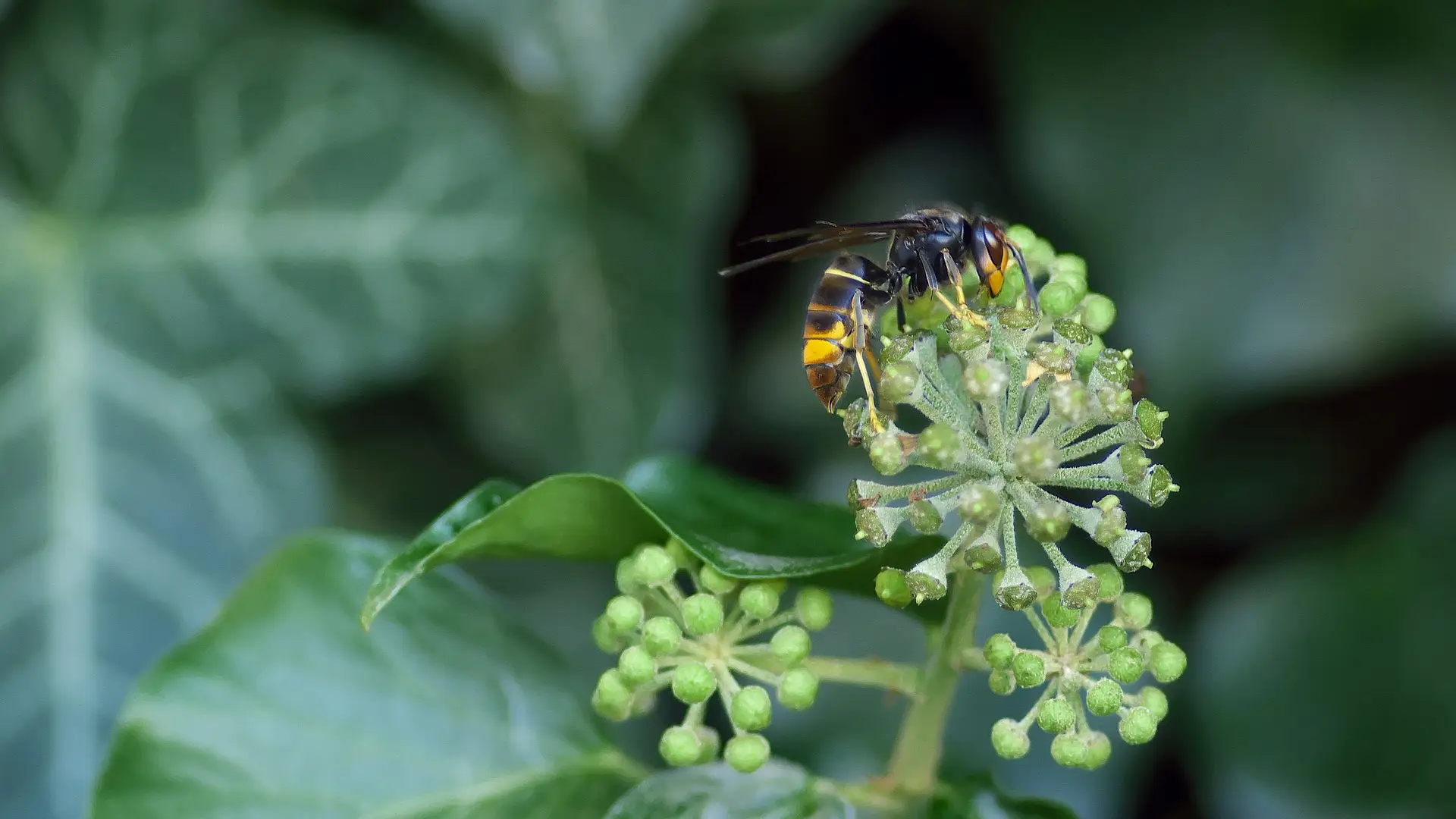 Avispa Velutina Avispa Velutina