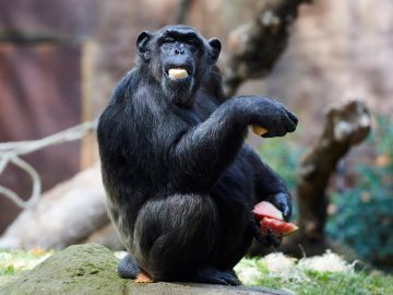 Ayudan a los animales del zoo de Barcelona a sobrellevar la ola de calor con helados y hielo