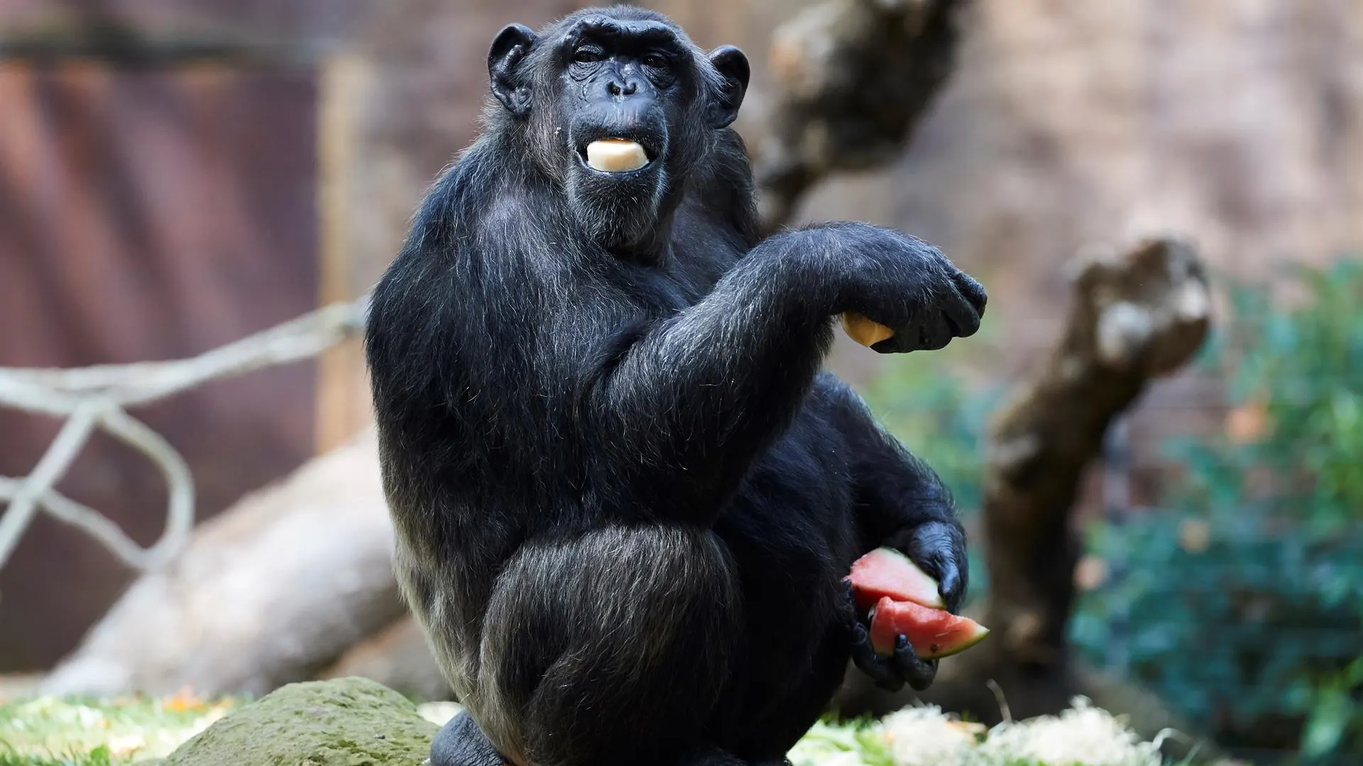 Ayudan a los animales del zoo de Barcelona a sobrellevar la ola de calor con helados y hielo Ayudan a los animales del zoo de Barcelona a sobrellevar la ola de calor con helados y hielo