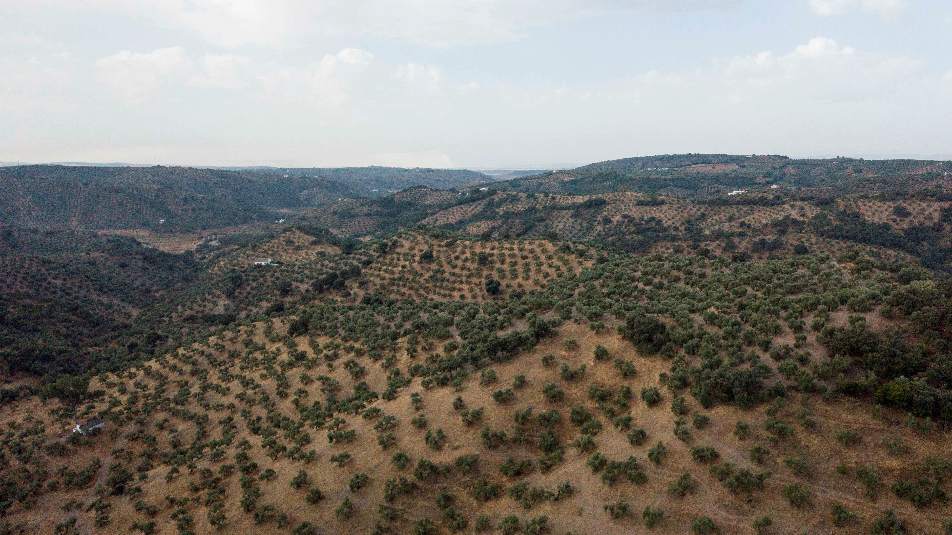 vista de un olivar de Montoro