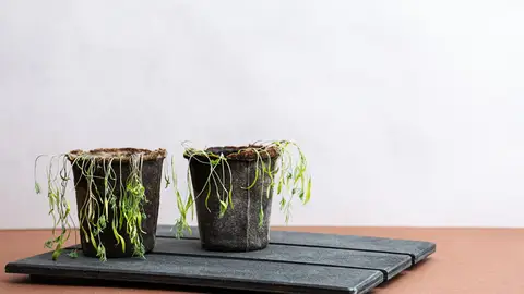 Plantas marchitas Plantas marchitas