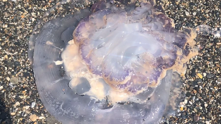 Medusas gigantes Medusas gigantes