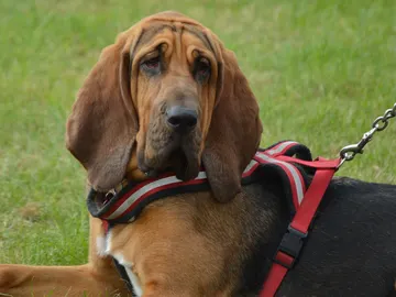 Estos son los 5 olores que tu perro no soporta Estos son los 5 olores que tu perro no soporta