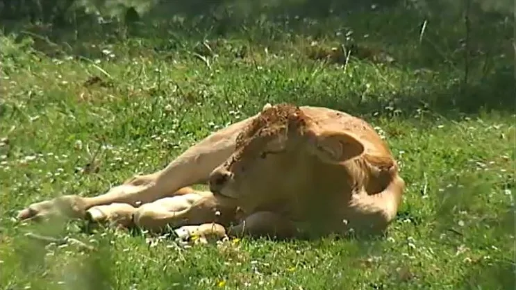 Vaca Vaca