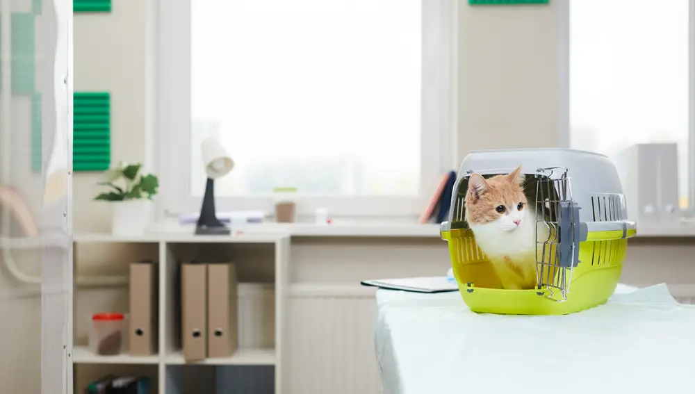 Gato en clínica veterinaria