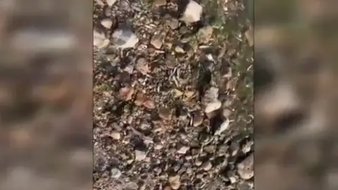 Miles de peces muertos en el Mar Menor Miles de peces muertos en el Mar Menor