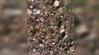 La temperatura del Mar Menor asciende a 30 grados y aparecen miles de peces muertos en varias playas