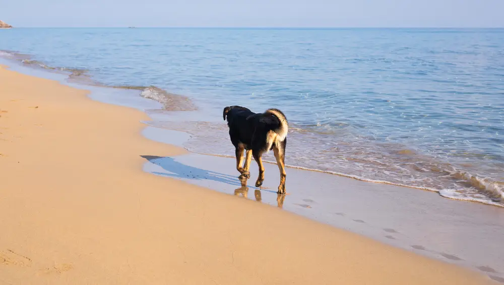 Perro paseando por la orilla