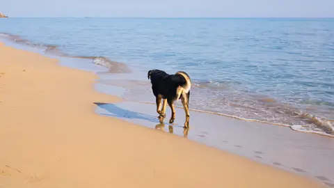 Perro paseando por la orilla Perro paseando por la orilla