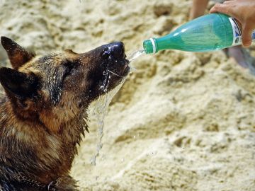 La Guardia Civil rescata a dos perros deshidratados en una playa de Fuerteventura durante la ola de calor