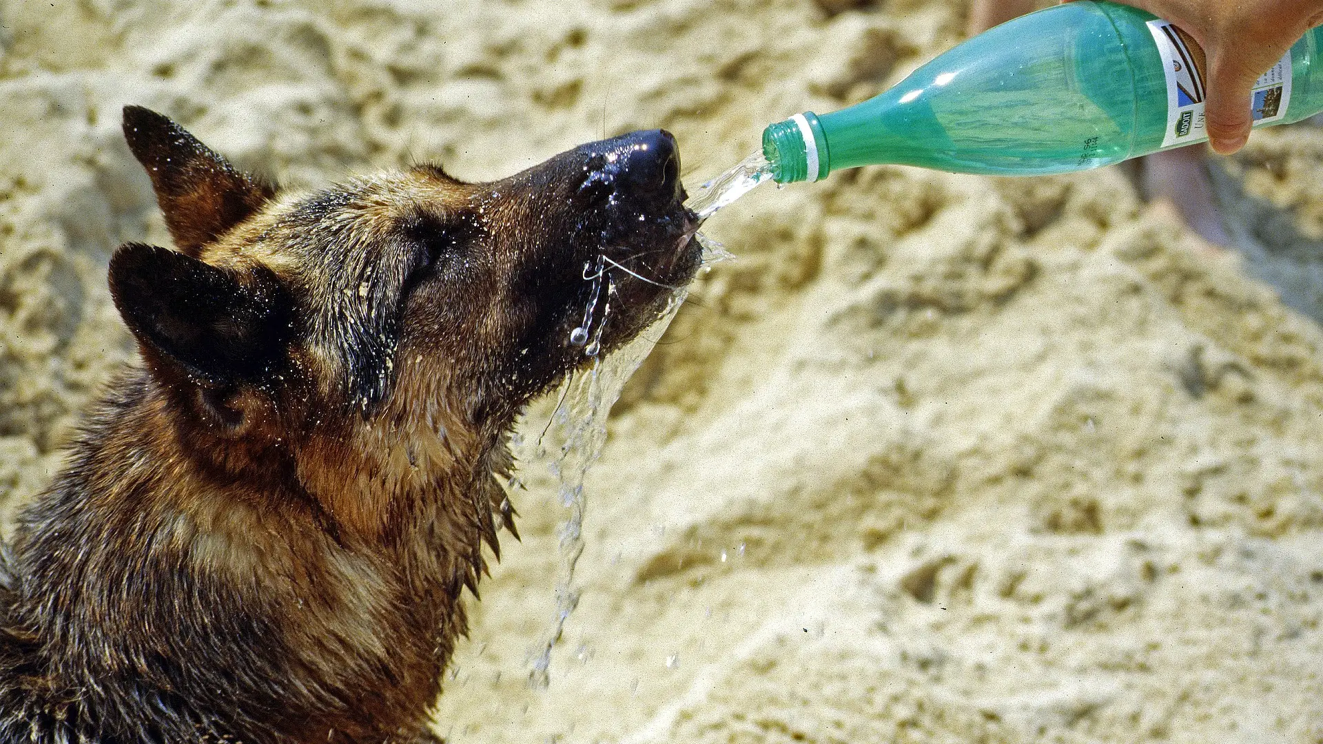 La Guardia Civil rescata a dos perros deshidratados en una playa de Fuerteventura durante la ola de calor La Guardia Civil rescata a dos perros deshidratados en una playa de Fuerteventura durante la ola de calor