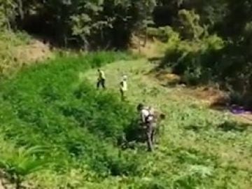 Plantación de marihuana incautada por los Mossos d'Esquadra