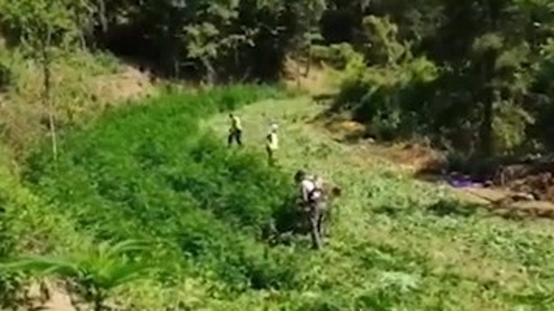 Plantación de marihuana incautada por los Mossos d'Esquadra