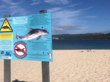Cartel delfín Porto do Santo