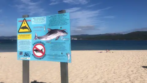 Cartel delfín Porto do Santo Playas