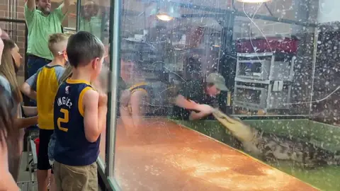 Una cuidadora es atacada por un caimán en Estados Unidos Una cuidadora es atacada por un caimán en Estados Unidos