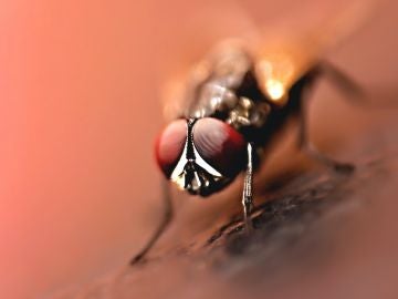 Alerta en España por la llegada de una plaga de mosca negra tras la ola de calor
